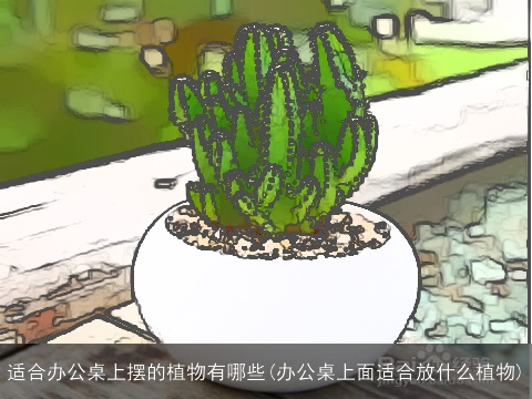 适合办公桌上摆的植物有哪些(办公桌上面适合放什么植物)