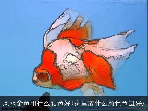 风水金鱼用什么颜色好(家里放什么颜色鱼缸好)