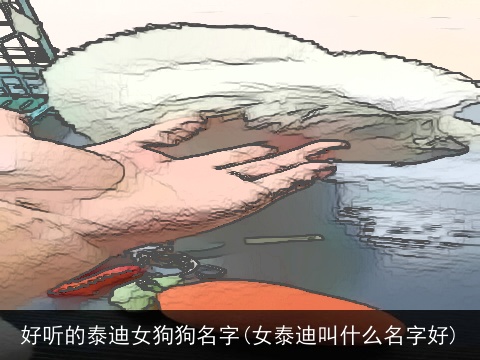 好听的泰迪女狗狗名字(女泰迪叫什么名字好)