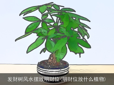 发财树风水摆放明财位(明财位放什么植物)