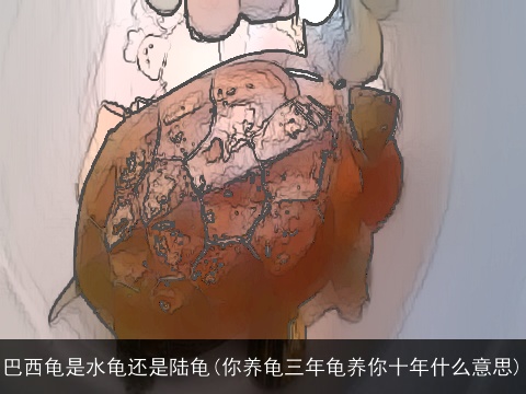 巴西龟是水龟还是陆龟(你养龟三年龟养你十年什么意思)