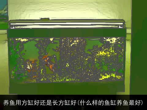 养鱼用方缸好还是长方缸好(什么样的鱼缸养鱼最好)