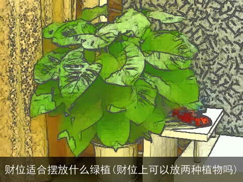 财位适合摆放什么绿植(财位上可以放两种植物吗)