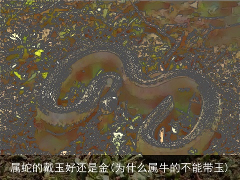 属蛇的戴玉好还是金(为什么属牛的不能带玉)