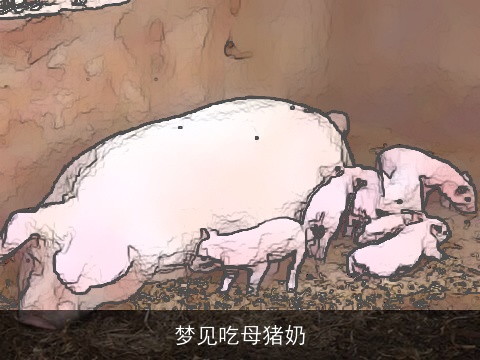 梦见吃母猪奶
