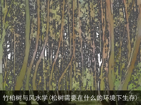 竹柏树与风水学(松树需要在什么的环境下生存)