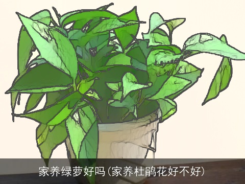 家养绿萝好吗(家养杜鹃花好不好)