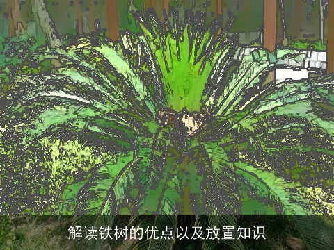 解读铁树的优点以及放置知识