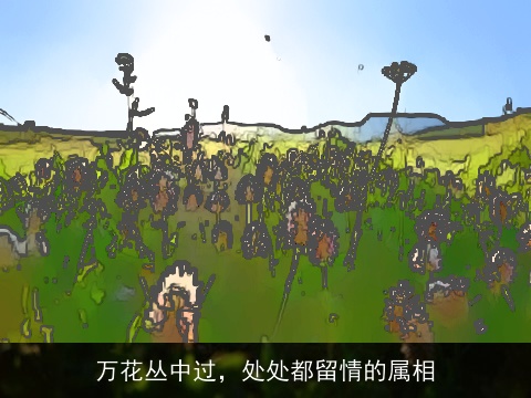 万花丛中过，处处都留情的属相