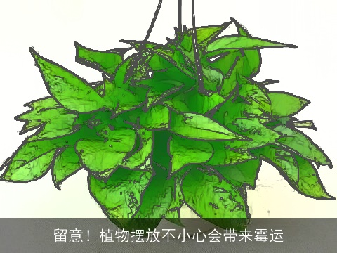 留意！植物摆放不小心会带来霉运