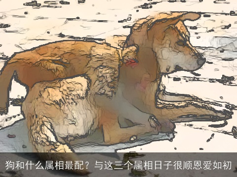 狗和什么属相最配？与这三个属相日子很顺恩爱如初