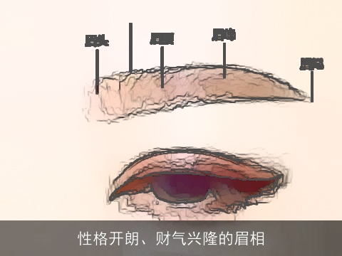 性格开朗、财气兴隆的眉相