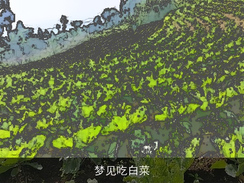 梦见吃白菜