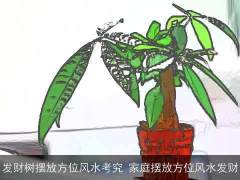 发财树摆放方位风水考究 家庭摆放方位风水发财