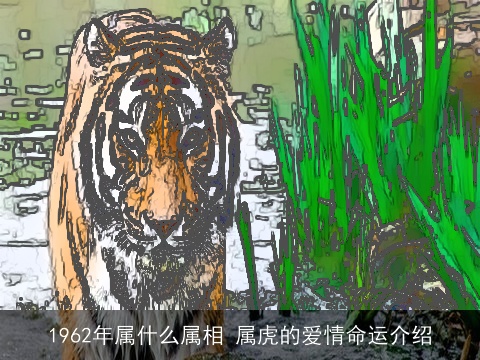1962年属什么属相 属虎的爱情命运介绍