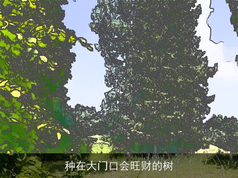 种在大门口会旺财的树