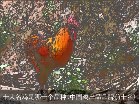 十大名鸡是哪十个品种(中国鸡产品品牌前十名)