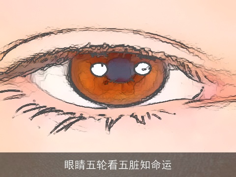 眼睛五轮看五脏知命运