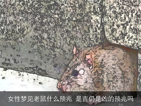 女性梦见老鼠什么预兆 是吉仍是凶的预兆吗