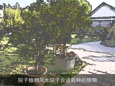 院子植物风水院子合适栽种的植物