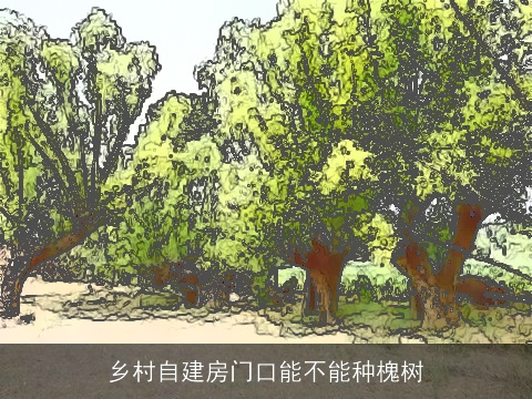 乡村自建房门口能不能种槐树