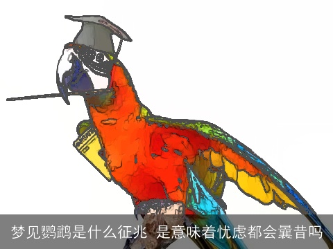 梦见鹦鹉是什么征兆 是意味着忧虑都会曩昔吗
