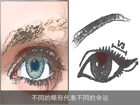 不同的眼形代表不同的命运