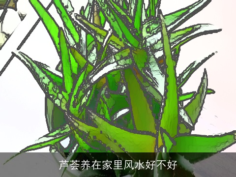 芦荟养在家里风水好不好