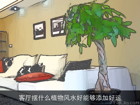 客厅摆什么植物风水好能够添加好运