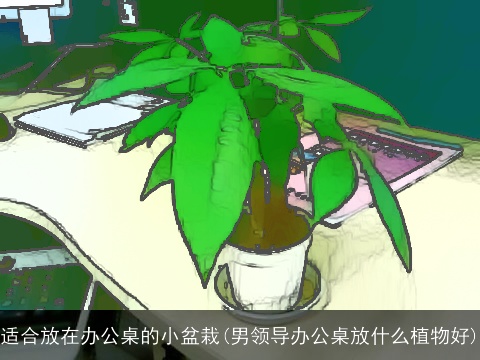 适合放在办公桌的小盆栽(男领导办公桌放什么植物好)
