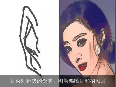 耳朵对运势的影响、图解鸡嘴耳和招风耳