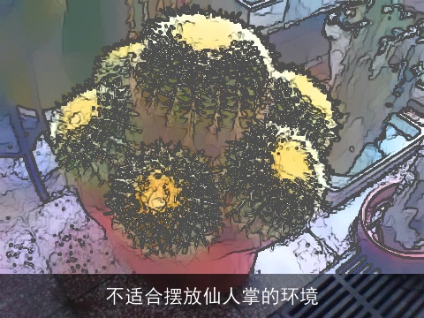 不适合摆放仙人掌的环境