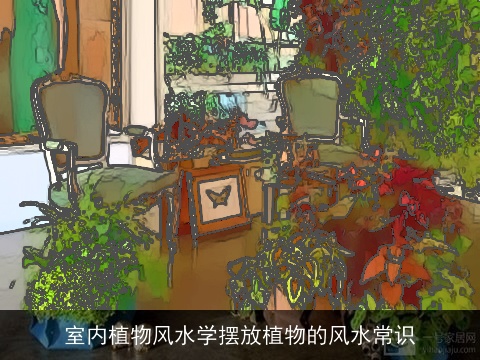 室内植物风水学摆放植物的风水常识