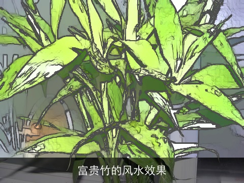 富贵竹的风水效果
