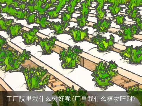 工厂院里栽什么树好呢(厂里栽什么植物旺财)