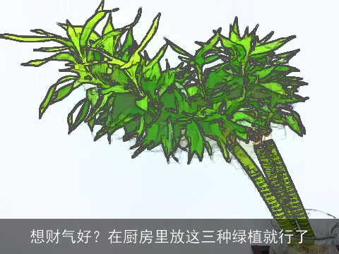 想财气好？在厨房里放这三种绿植就行了