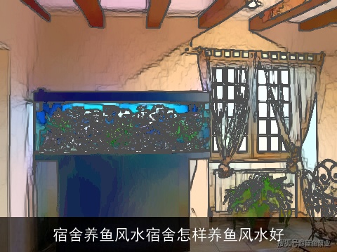 宿舍养鱼风水宿舍怎样养鱼风水好
