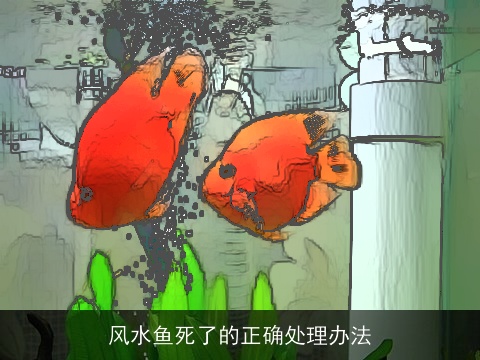 风水鱼死了的正确处理办法