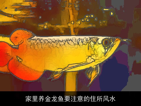 家里养金龙鱼要注意的住所风水