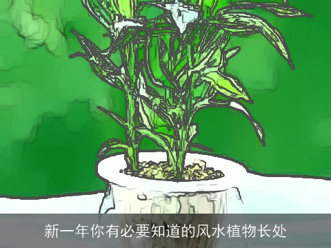新一年你有必要知道的风水植物长处
