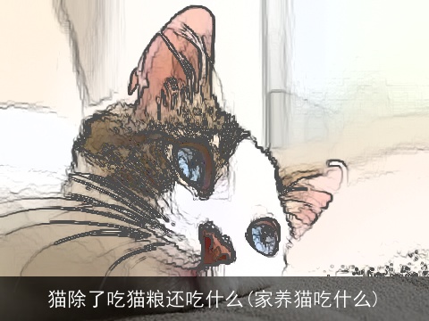 猫除了吃猫粮还吃什么(家养猫吃什么)