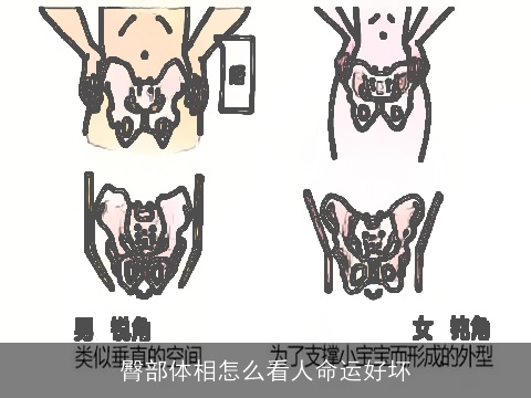 臀部体相怎么看人命运好坏