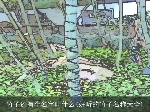 竹子还有个名字叫什么(好听的竹子名称大全)