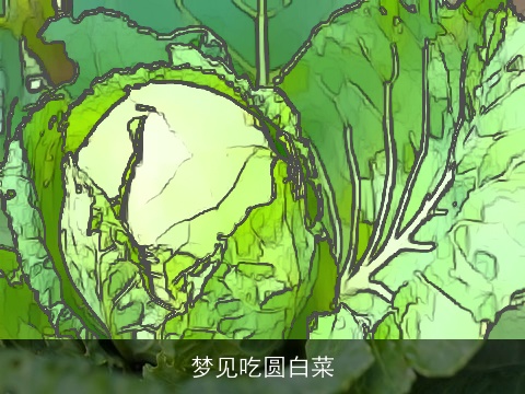 梦见吃圆白菜
