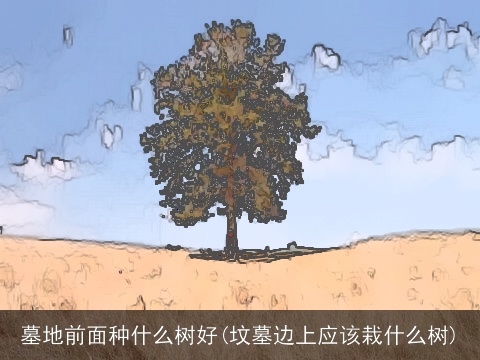 墓地前面种什么树好(坟墓边上应该栽什么树)
