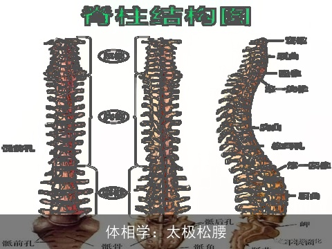 体相学：太极松腰