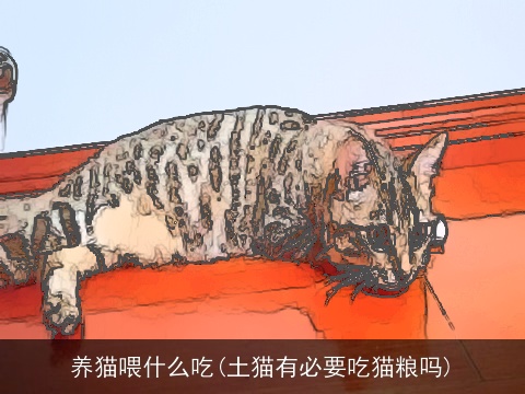 养猫喂什么吃(土猫有必要吃猫粮吗)