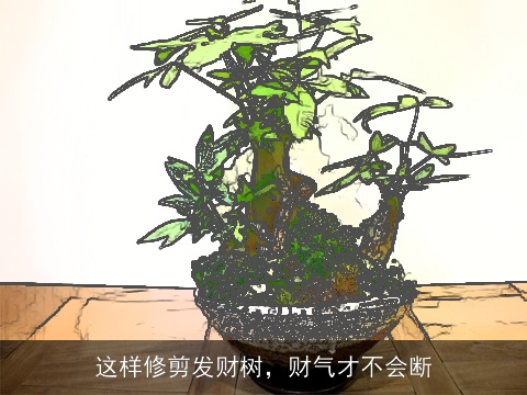 这样修剪发财树，财气才不会断