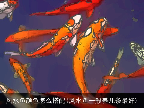 风水鱼颜色怎么搭配(风水鱼一般养几条最好)