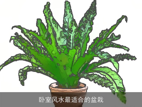 卧室风水最适合的盆栽